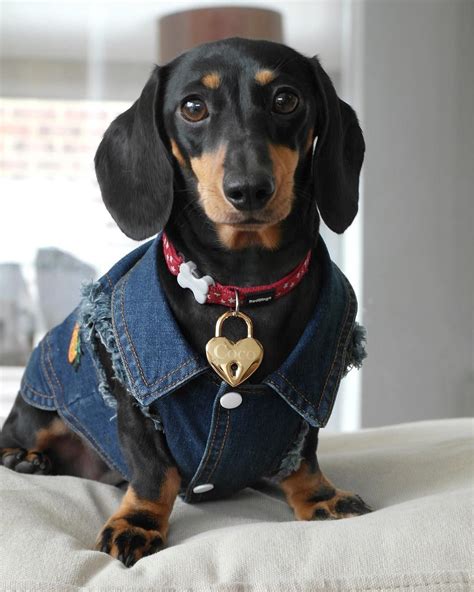 dachshund material|cool dachshund stuff.